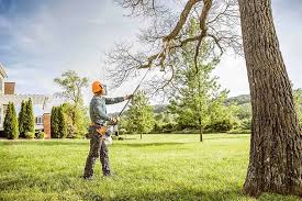 How Our Tree Care Process Works  in  Edwardsville, PA